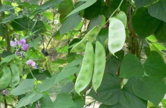 「山扁豆」山扁豆叶子的作用是什么