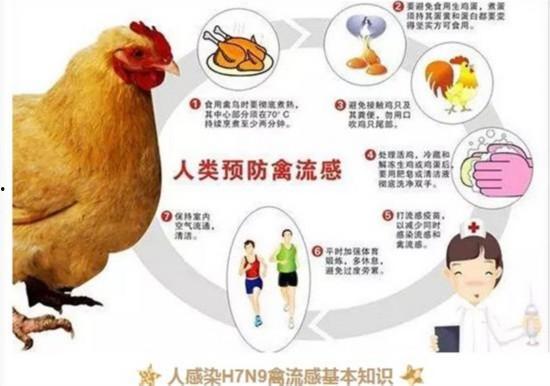 「禽流感有什么症状」禽流感有什么症状吗